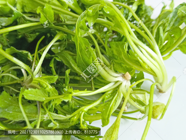 鮮薺菜