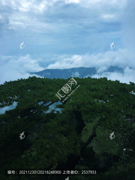 藍(lán)天白云松樹(shù)林風(fēng)景圖片