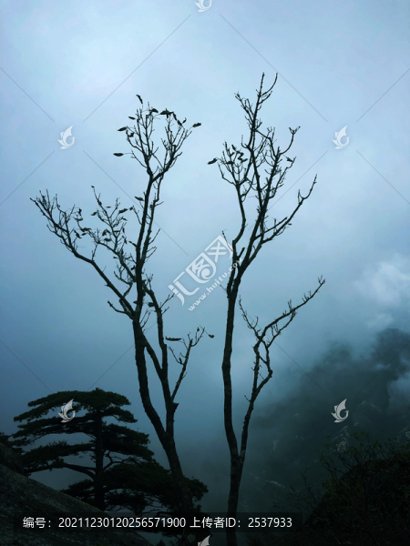 高山上的樹林云景圖片