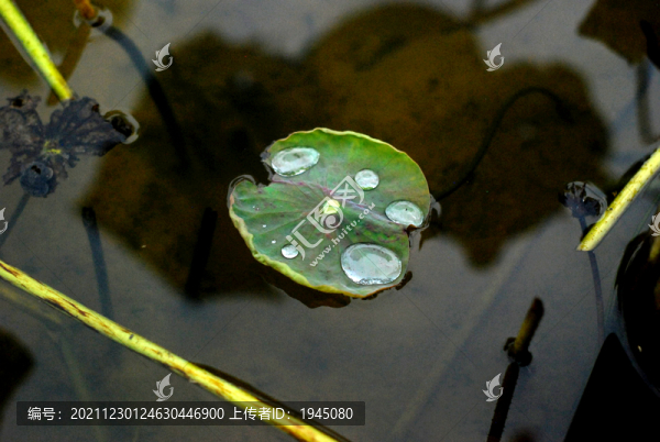 池塘水面荷葉水珠
