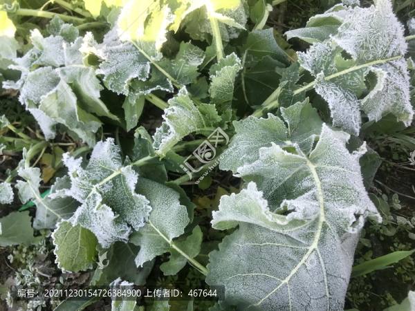 霜打油菜花