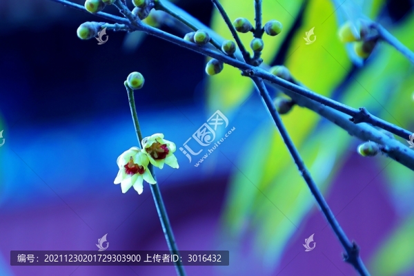 蠟梅