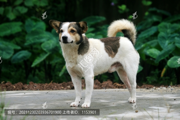 農(nóng)家狗