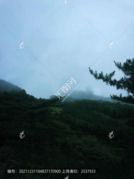 云霧繚繞松樹林風景圖片