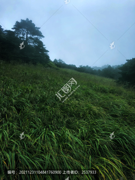 戶外樹林草地風(fēng)景圖片