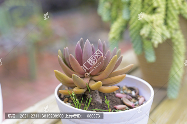 多肉