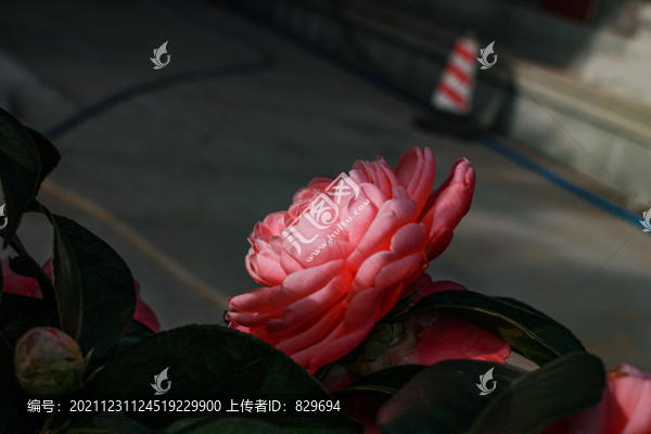 山茶花