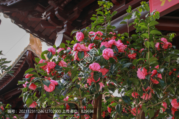 山茶花