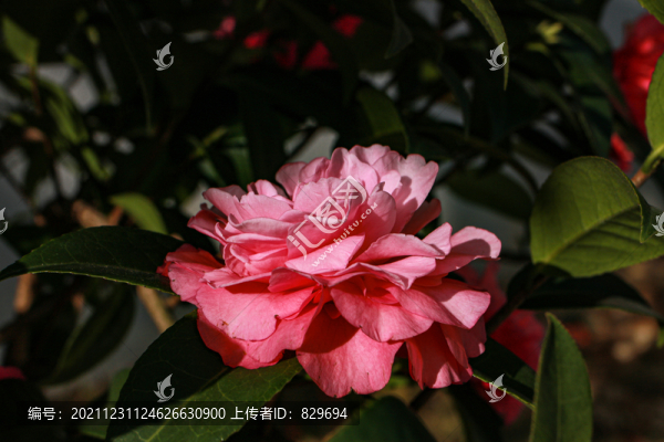 山茶花