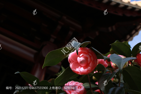 山茶花