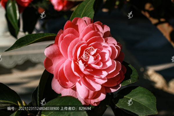 山茶花