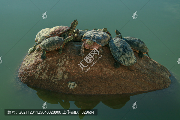 烏龜