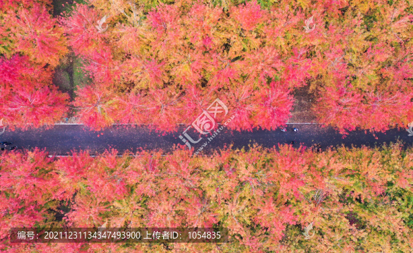 楓林