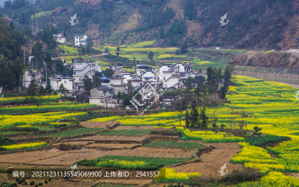 安徽油菜花