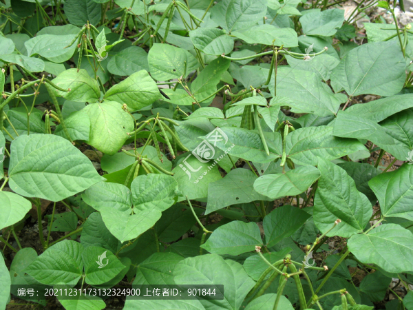綠豆的莢果和枝葉