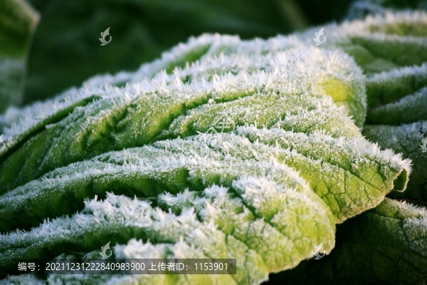 霜葉