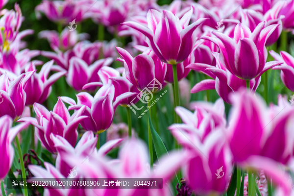 郁金香花