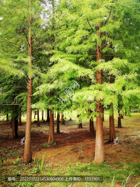綠樹林