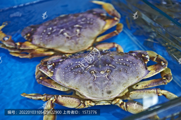 海鮮面包蟹
