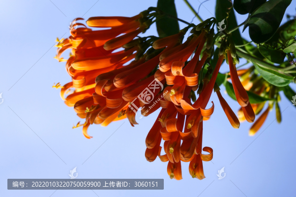 炮仗花