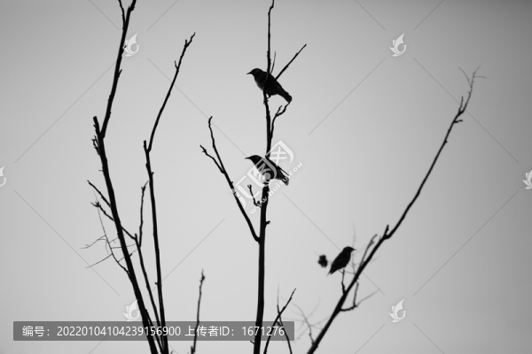 枝頭鳥
