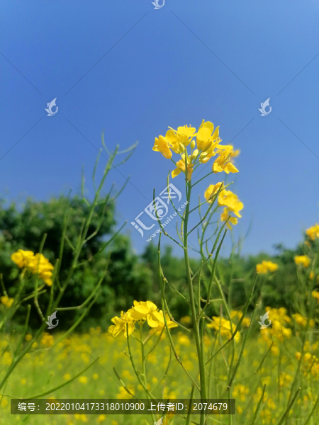 油菜花