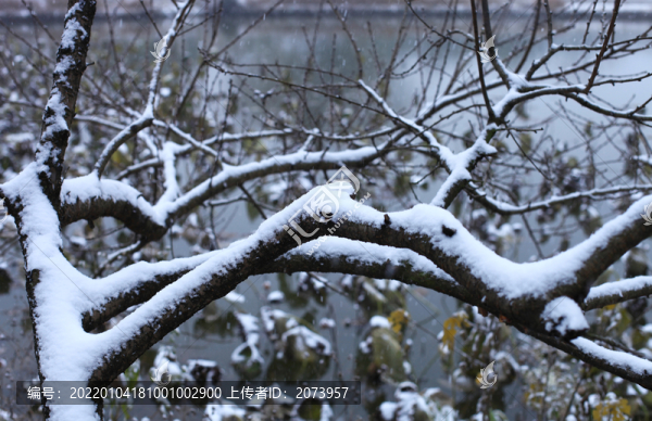 枝頭積雪