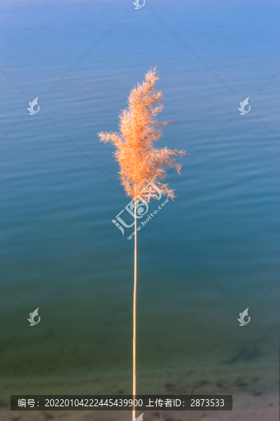 蘆花背景