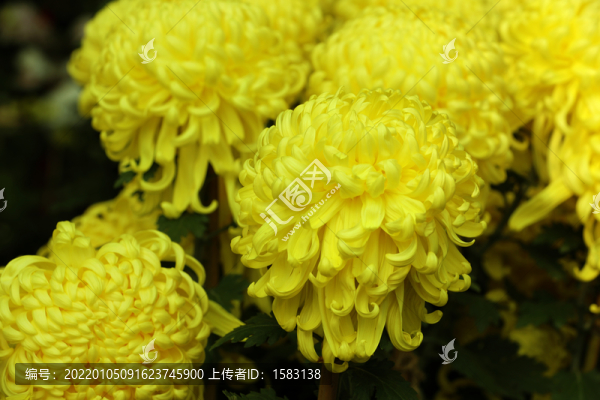 黃金托掛