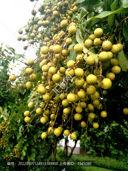 桂圓樹(shù)掛果