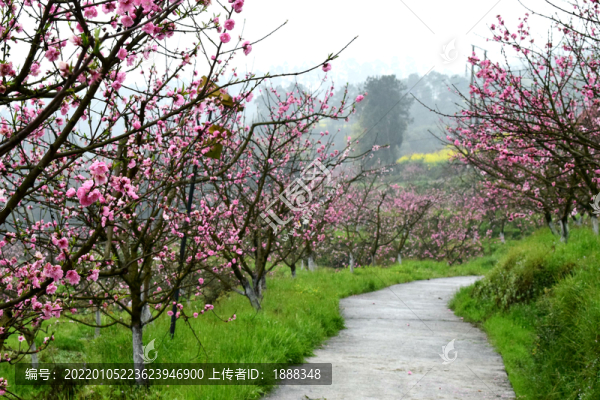 桃花桃樹桃林桃林小道