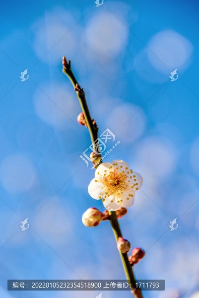 開(kāi)放的薔薇科植物梅花