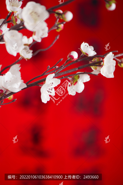 春節(jié)白色梅花裝飾背景