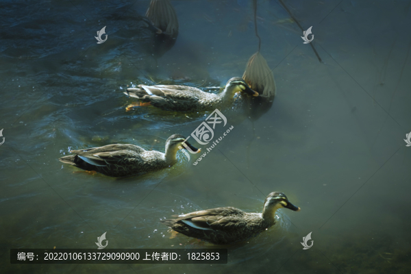 西湖野鴨