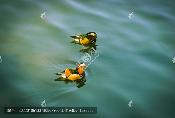 西湖鴛鴦鳥