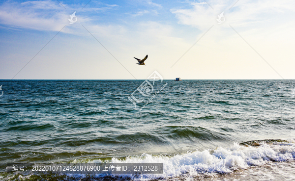 海鷗飛翔
