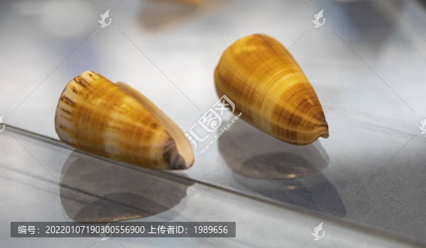焦黃芋螺