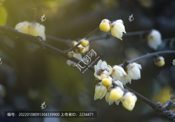 臘梅