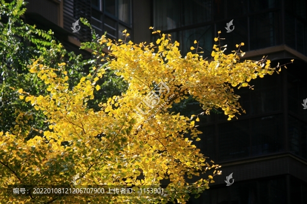 銀杏枝葉
