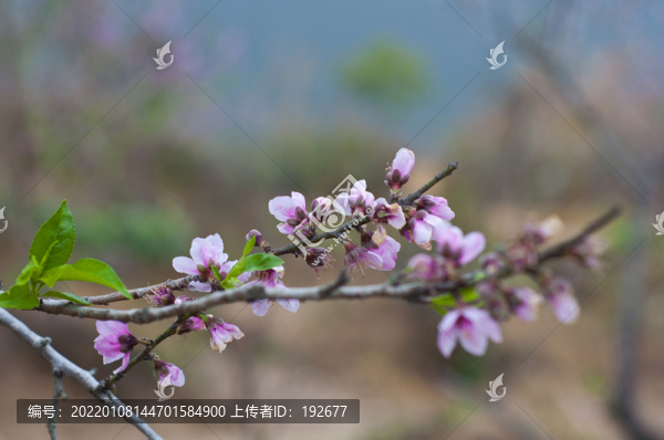 桃花