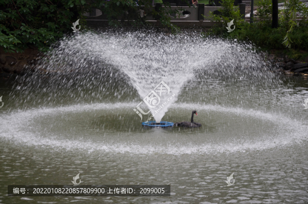 天鵝