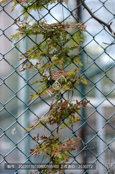 蕨草