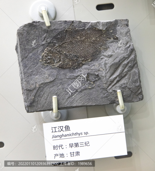 江漢魚
