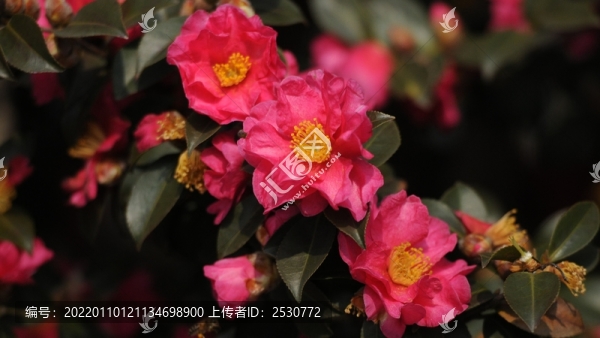 茶梅