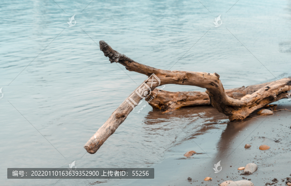 江邊枯木