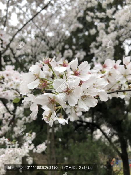 春季里盛開的白色櫻花風景圖片