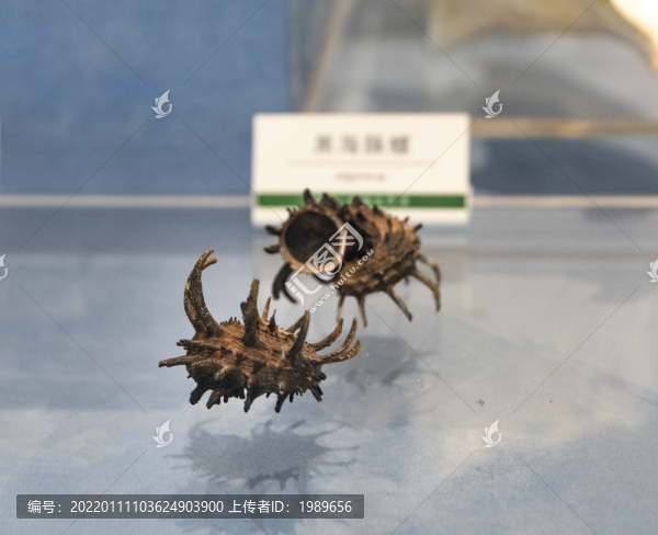 玫瑰棘螺