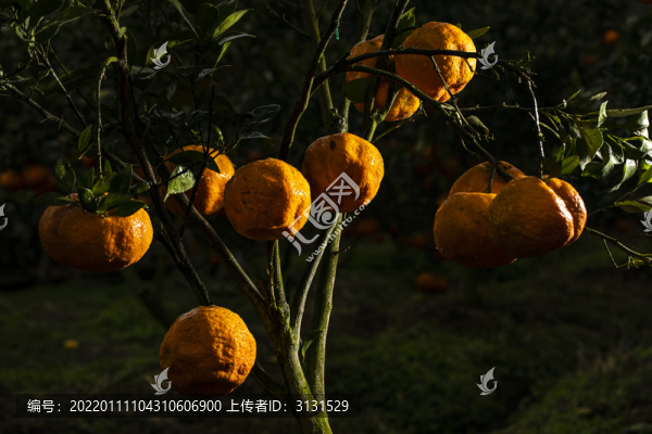 柑橘