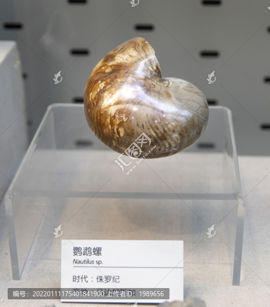 鸚鵡螺標(biāo)本
