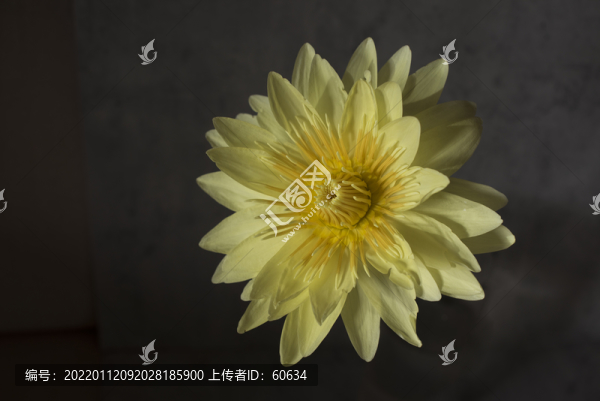 香水蓮